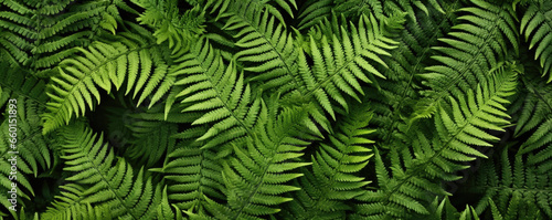 Complex pattern of overlapping leaflets on the texture of a fern frond, creating a mesmerizing display of layers and depth.