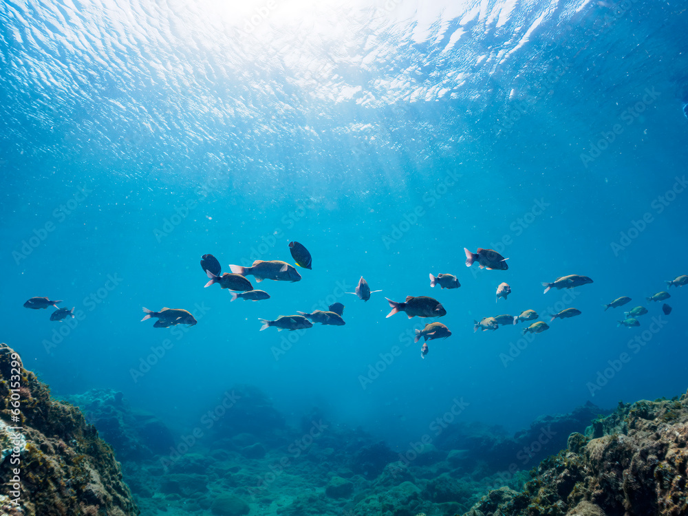 Fototapeta premium ヒリゾ浜の美しい逆光のホウライヒメジ（ヒメジ科）、チョウチョウウオ（チョウチョウウオ科）他の群れ。静岡県伊豆半島賀茂郡南伊豆町中木から渡し船で渡るヒリゾ浜にて。 2023年9月29日水中撮影。 