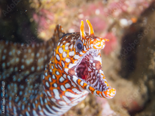 ヒリゾ浜でホンソメワケベラのクリーニングを受ける美しいトラウツボ（ウツボ科）。

静岡県伊豆半島賀茂郡南伊豆町中木から渡し船で渡るヒリゾ浜にて。
2023年9月29日水中撮影。

A beautiful Dragon Moray being cleaned by a Cleaner Wrasse.

HIRIZO Beach, Nakagi, South IZU, Kamo-gun, Izu Pe