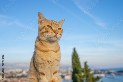 Cat relaxing on the rock at Marjan Park in Split, Croatia © Pawel Pajor