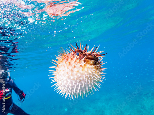 ヒリゾ浜の水面を漂う美しいハリセンボン（ハリセンボン科）。  静岡県伊豆半島賀茂郡南伊豆町中木から渡し船で渡るヒリゾ浜にて。 2023年9月30日水中撮影。  The Beautiful Balloon Porcupinefish drifting on the surface.  HIRIZO Beach, Nakagi, South IZU, Kamo-gun, Izu Peninsula,  © d3_plus