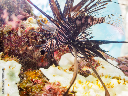 ヒリゾ浜の美しい黒色変異体のハナミノカサゴ（ミノカサゴ亜科）の幼魚。

静岡県伊豆半島賀茂郡南伊豆町中木から渡し船で渡るヒリゾ浜にて。
2023年9月30日水中撮影。

The Beautiful the black mutant Red Lionfish juvenile. 

HIRIZO Beach, Nakagi, South IZU, Kamo-gun, Izu Peninsula, S photo