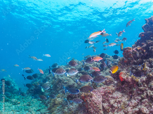 Wallpaper Mural 美しいメジナ（イスズミ科）、ホウライヒメジ（ヒメジ科）、チョウチョウウオ（チョウチョウウオ科）、ニザダイ（ニザダイ科）他の群れ。

静岡県伊豆半島賀茂郡南伊豆町中木から渡し船で渡るヒリゾ浜にて。
2023年9月30日水中撮影。

A school of the Beautiful Largescale Blackfish and Whitesaddle goatfish and Oriental  Torontodigital.ca