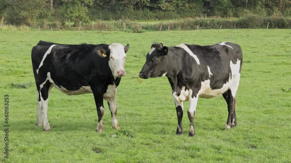 black and white cows interacting in a green field black and white cows interacting in a green field