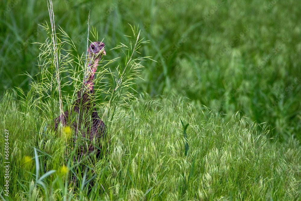 Hen Turkey in Grass Hen Turkey in Grass