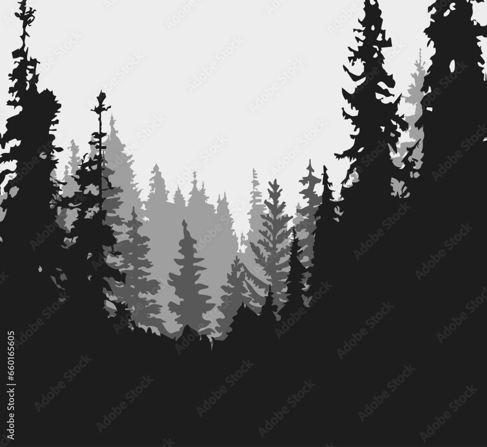 Obraz premium Spruce tree silhouette. Pine tree silhouette