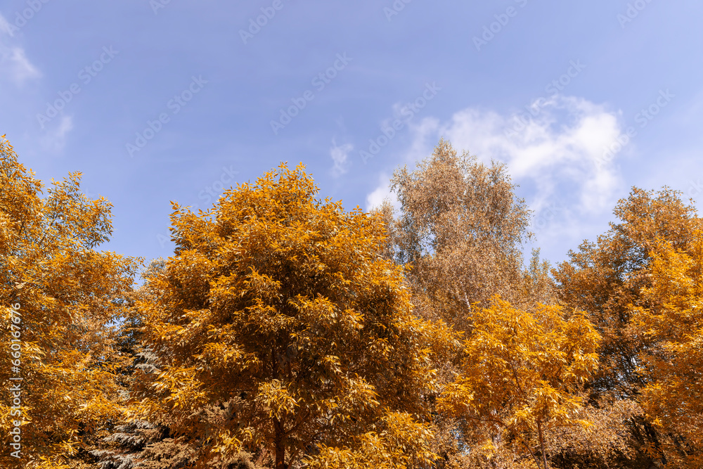 beautiful orange foliage of park trees in sunny weather beautiful orange foliage of park trees in sunny weather
