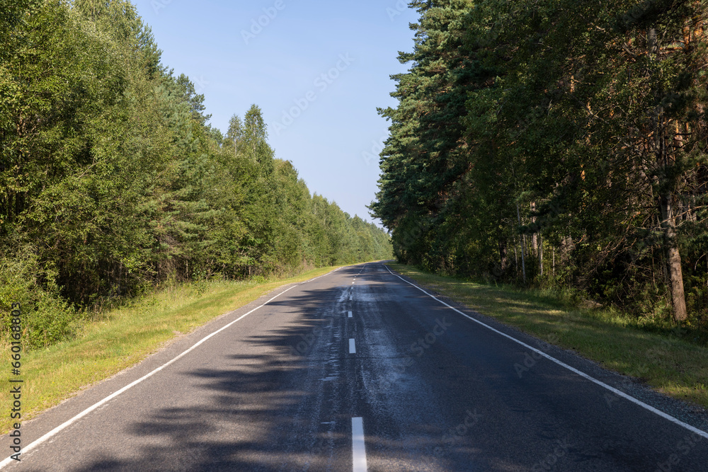 Naklejka premium Paved road through the forest