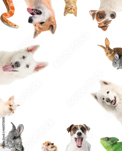 Frame made of different animals on white background. Banner for design