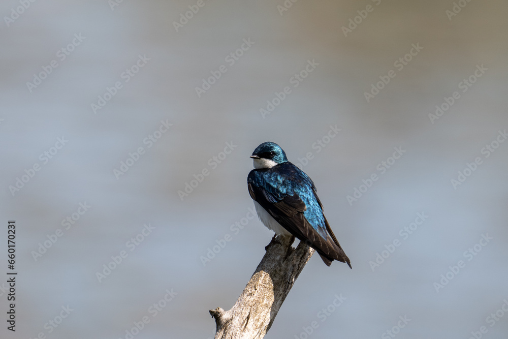 Naklejka premium Tree swallow on a perch