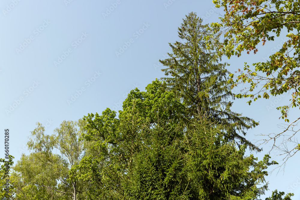 Fototapeta premium tall trees in the summer