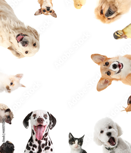 Frame made of different animals on white background. Banner for design © Pixel-Shot