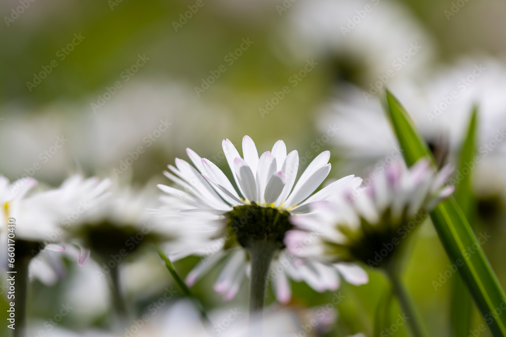 beautiful spring daisies in the green grass beautiful spring daisies in the green grass