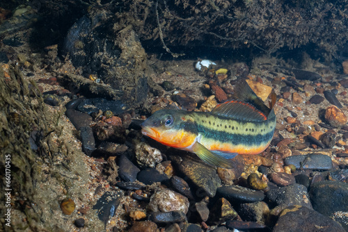 Fotografía Tangerine darter on rocky river bed