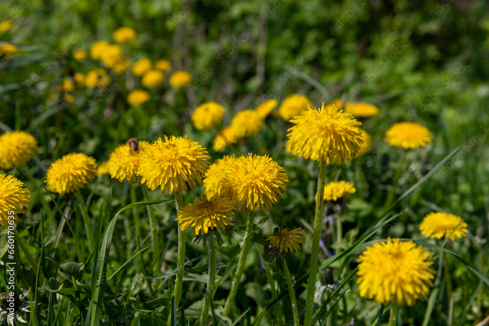 yellow spring dandelions blooming in the field yellow spring dandelions blooming in the field