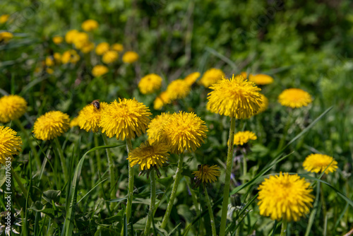 yellow spring dandelions blooming in the field © rsooll
