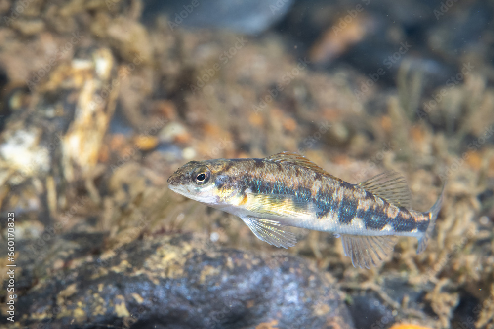 Dusky darter at bottom of river Dusky darter at bottom of river