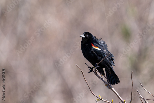 Red-winged blackbird on a perch