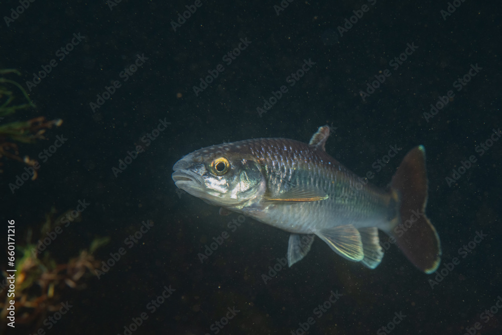 Alabama shiner in a river Alabama shiner in a river