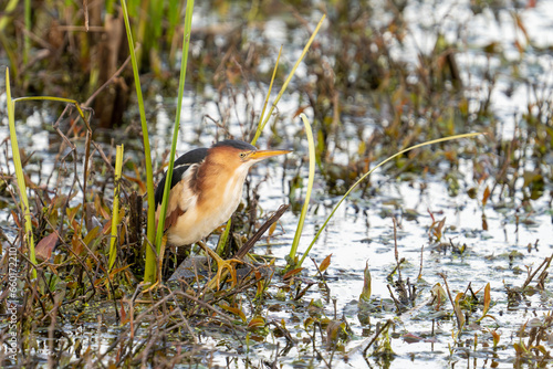 Least bittern in a marsh photo