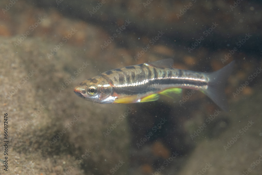 Fototapeta premium Mountain redbelly dace in a rocky river