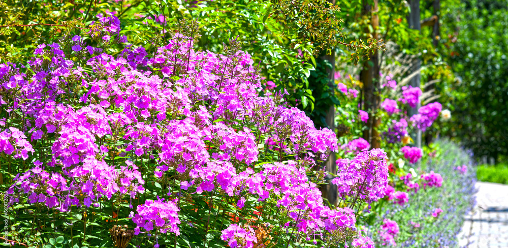 Flammenblumen (Phlox) in den Gärten von Schloss Trauttmansdorff in Meran, Südtirol (Italien)