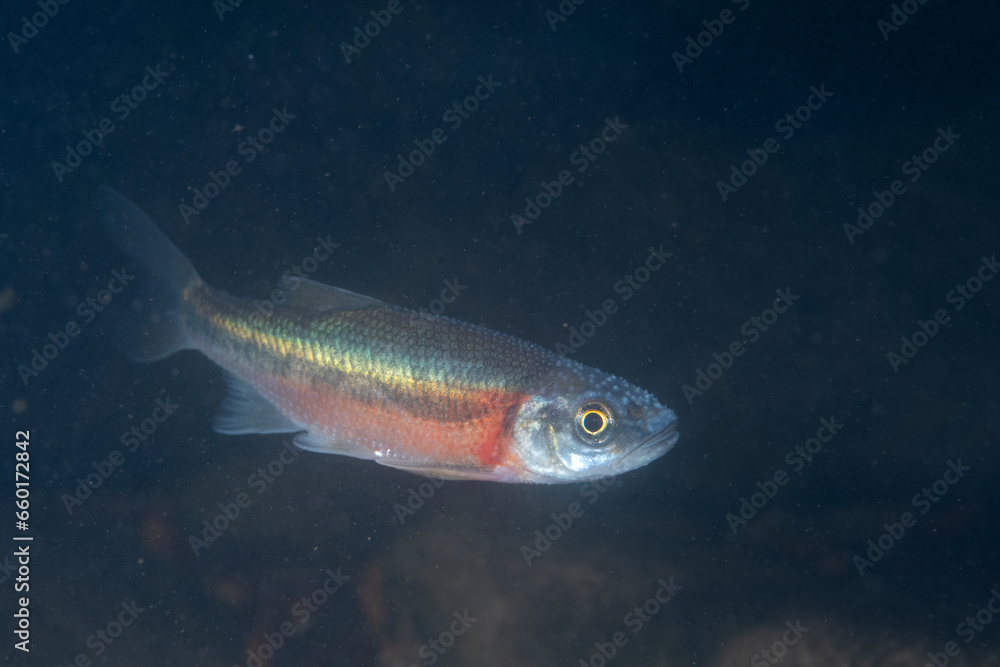 Fototapeta premium Rosyside dace in a river