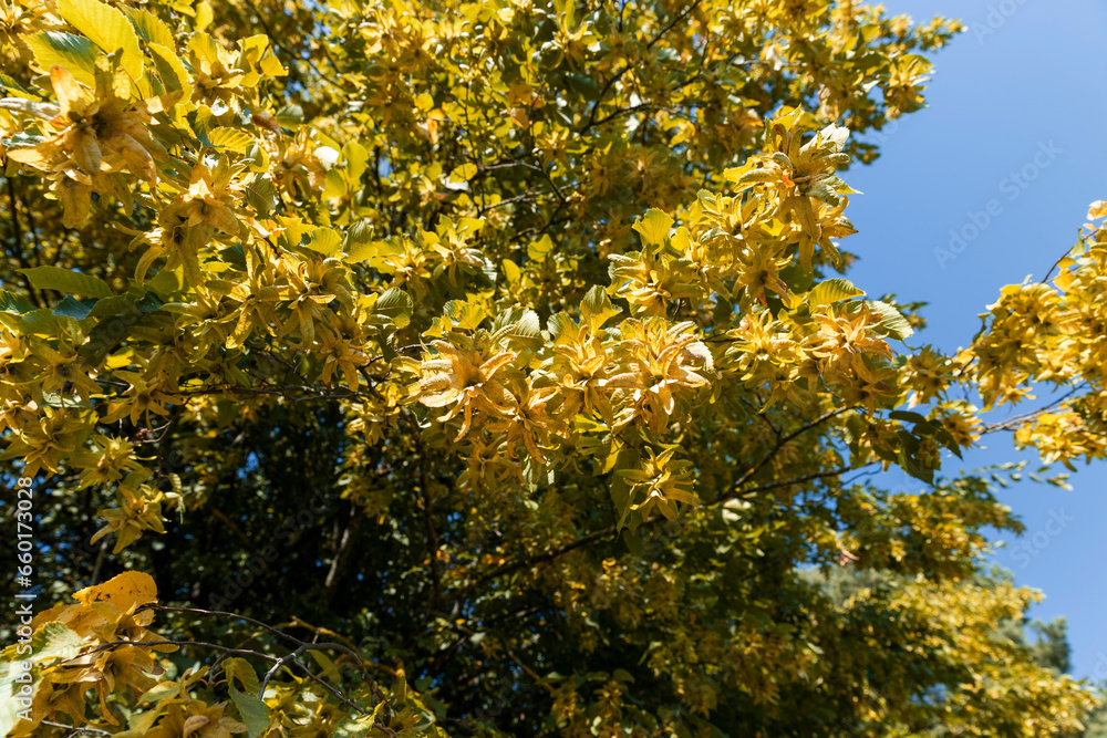 Fototapeta premium hornbeam trees in the autumn season in sunny weather