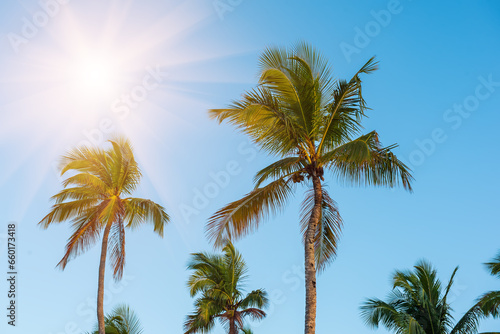 Palm trees and sky © Roxana