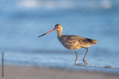 Photos Marbled godwit walking in beach