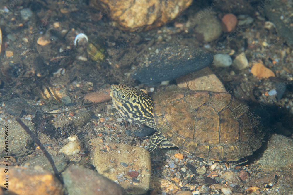 Striped musk turtle at bottom of a river Striped musk turtle at bottom of a river