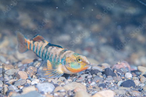 Rainbow darter at bottom of a river