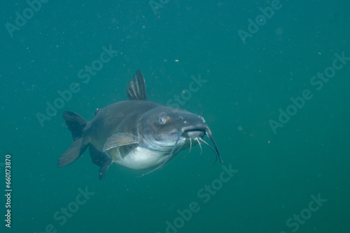Channel catfish in a lake © Griffin