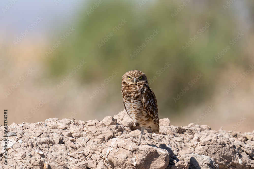 Closeup of burrowing owl on a mound Closeup of burrowing owl on a mound