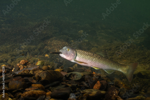 River chub holding rock and building mound