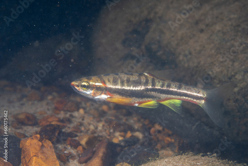 Mountain redbelly dace in a rocky river