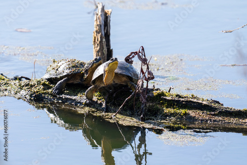 Two blanding's turtles basking on a log