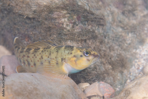 Fotografía Bluebreast darter on river bed