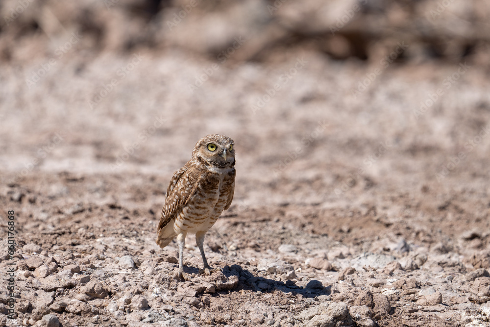 Closeup of burrowing owl on a mound