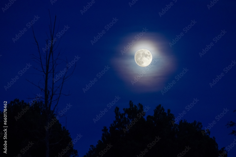 Blue night sky with full bright moon in the clouds over silhouette of trees Blue night sky with full bright moon in the clouds over silhouette of trees