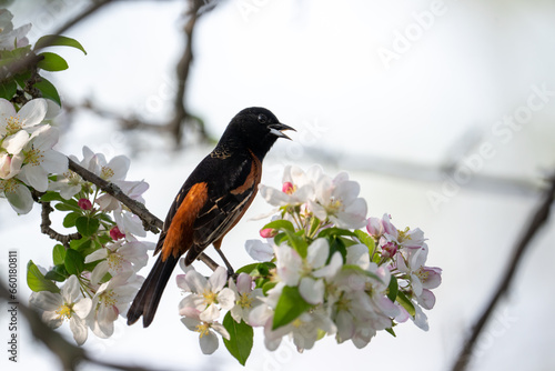 Photos Orchard oriole on a tree full of flowers