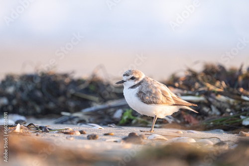 Closeup of snowy plover on a beach © Griffin