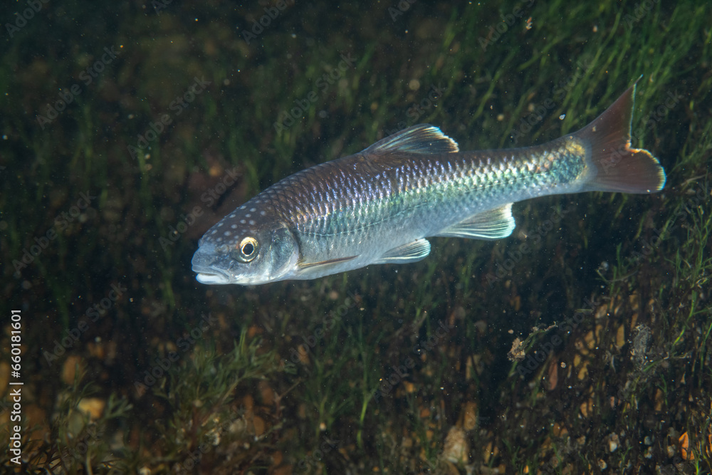 Alabama shiner in a river Alabama shiner in a river