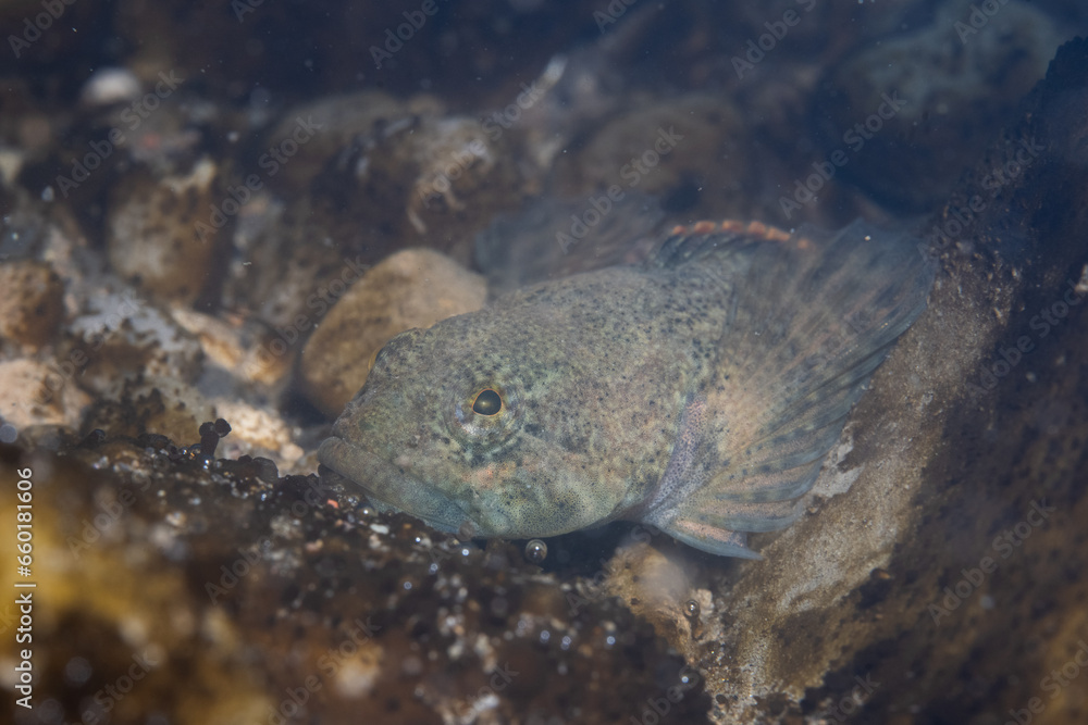 Mottled sculpin hiding among rocks in a river Mottled sculpin hiding among rocks in a river