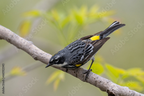 Yellow-rumped warbler on a perch