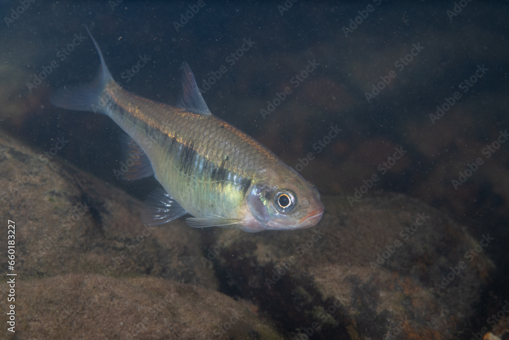 Striped shiner in a river Striped shiner in a river