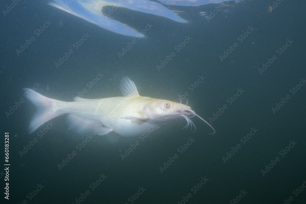 Naklejka premium Albino carfish in a lake