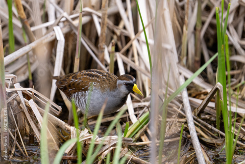 Sora hidden in reeds in marsh