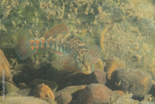 Rainbow darter displaying at bottom of a river