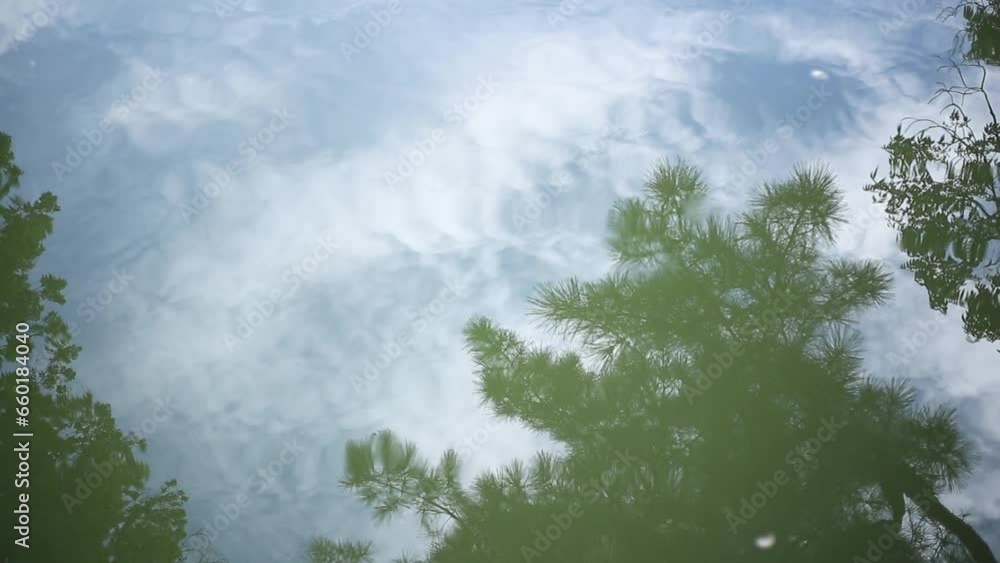 水面に映る波紋によって揺れる植物の影 水面に映る波紋によって揺れる植物の影